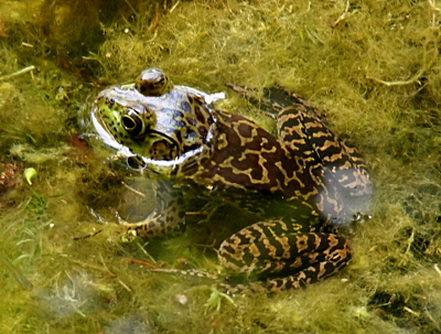 [The frog sits in very clear water, so although all but its head is submerged, its full body is visible. It has a light and dark pattern on its skin. The light part appears to be a series of squiggly lines. There is a lot of moss-like vegetation in the water around the frog.]